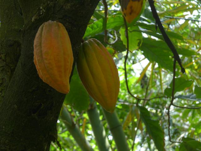 150124-C08 die Kakaofrucht im Botanischen Garten