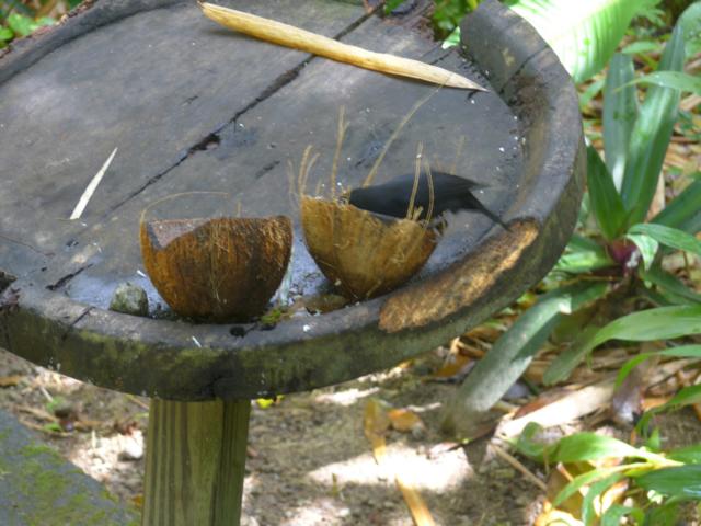 150124-D07 ein Piepmatz pickt in eine Kokosnuss