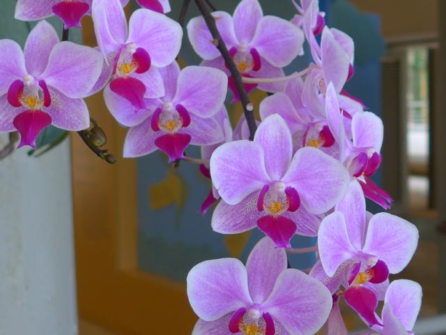 150238-B03 auch Orchiden sin dabei